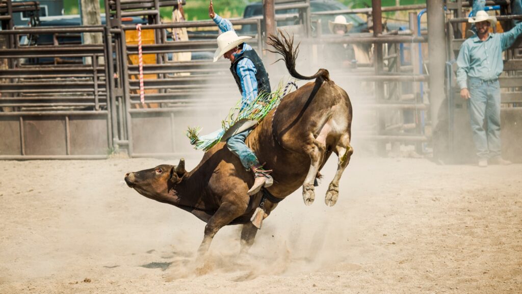 how much money does a bull rider make