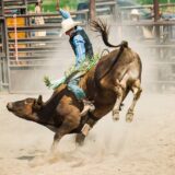 How Much Money Does a Bull Rider Make – Revealing the Shocking Truth